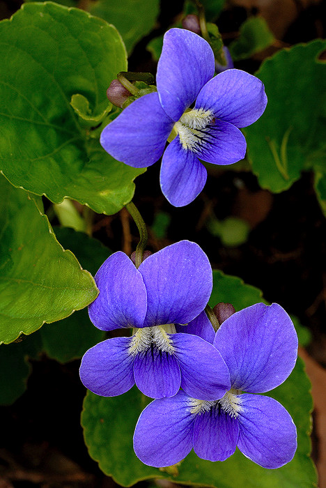 “Common Blue Violets”