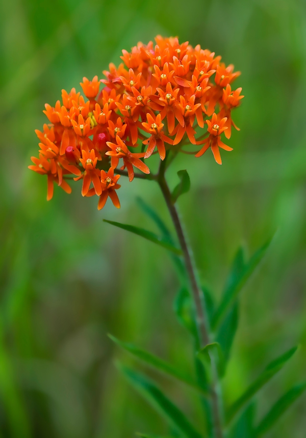butterfly weed 2 2009