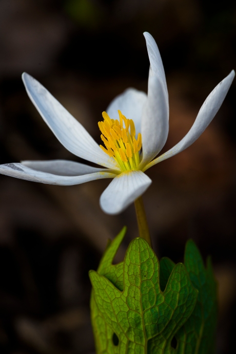 bloodroot 1 2014 clifty falls state park madison indiana