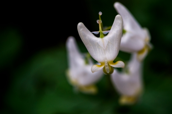 dutchmans breeches 1z 2014 clifty falls state park madison indiana