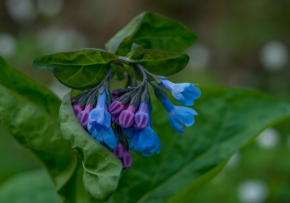 virginia bluebells clifty falls state park madison indiana 4 2014