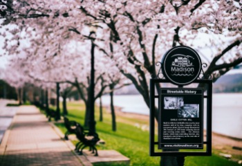 riverwalk cherry trees 1 2016