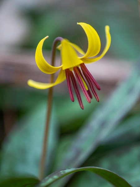 trout lily 4 2019