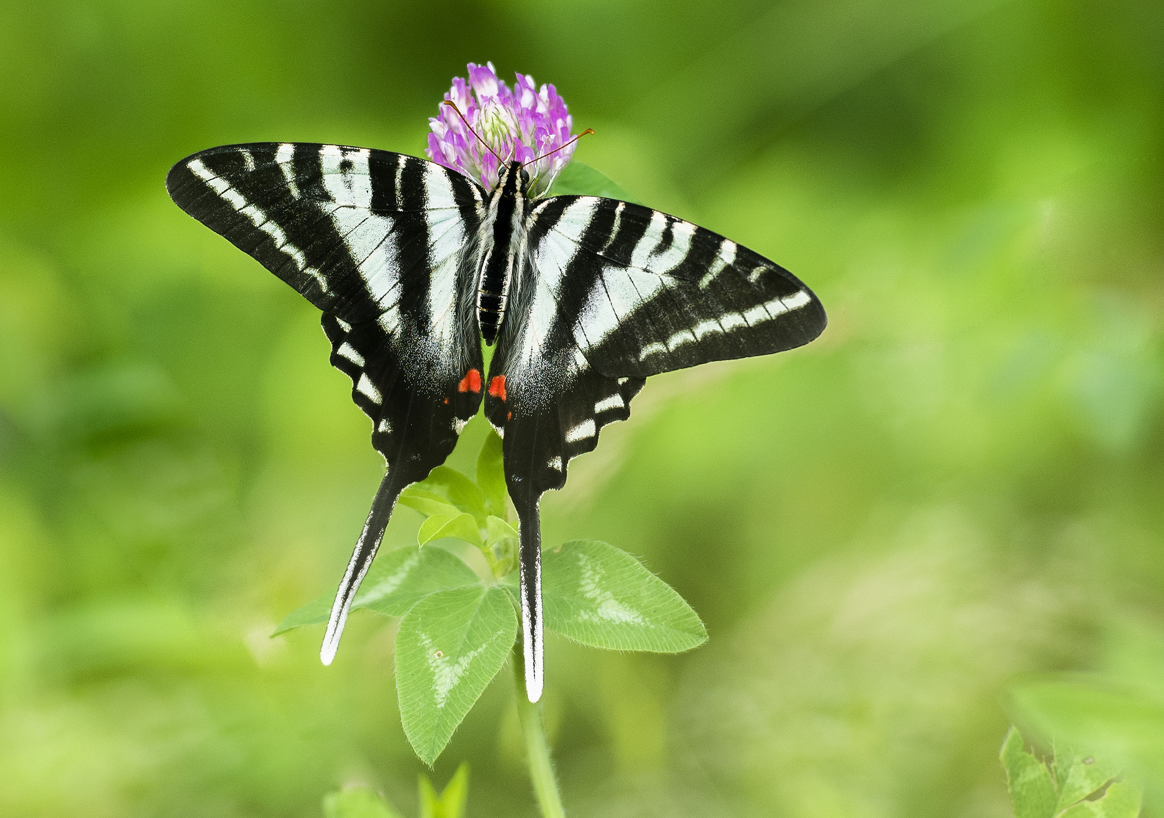 zebra swallowtail 1 2019